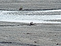 Alaska Wildlife-34